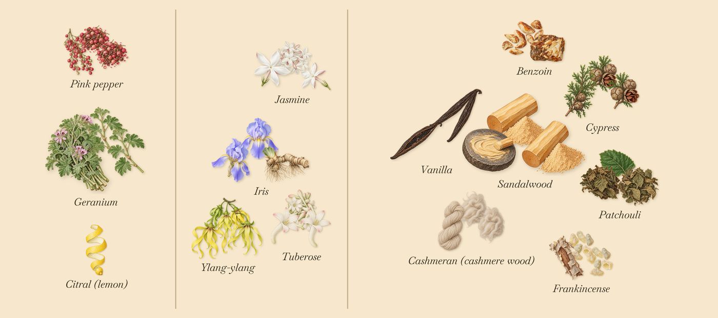 Tubéreuse Impériale’s scent picture, a draft: pink pepper, geranium, tuberose, ylang-ylang, jasmine, iris drawn so far; dashed outlines where nothing is drawn yet
