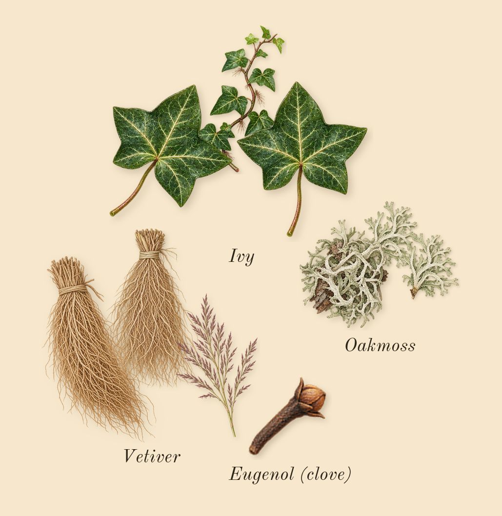Beach Hut Man, heart: Vetiver, Oakmoss, Ivy, Eugenol (clove)