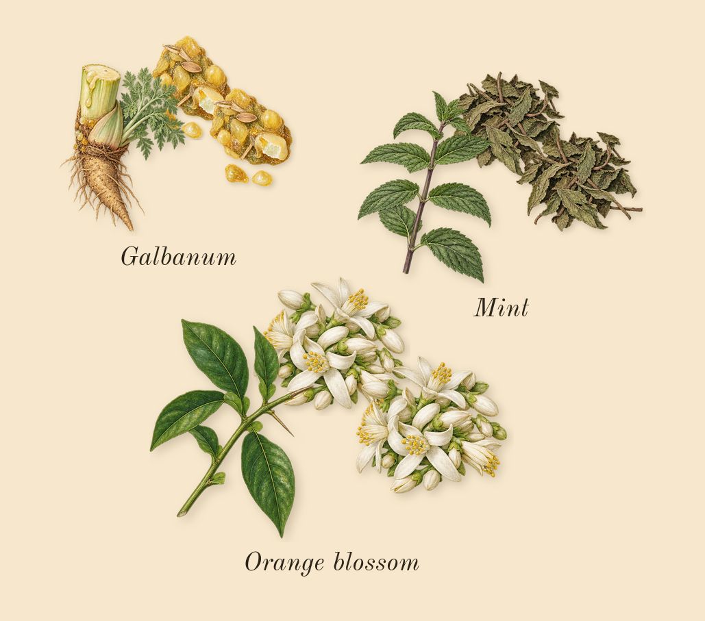 Beach Hut Man, top notes: Mint, Orange blossom, Galbanum