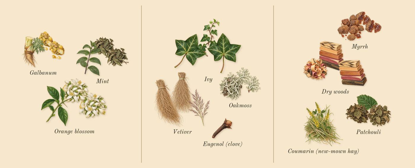 Beach Hut Man’s scent picture, a draft: mint, orange blossom, galbanum, vetiver, oakmoss, ivy drawn so far; dashed outlines where nothing is drawn yet