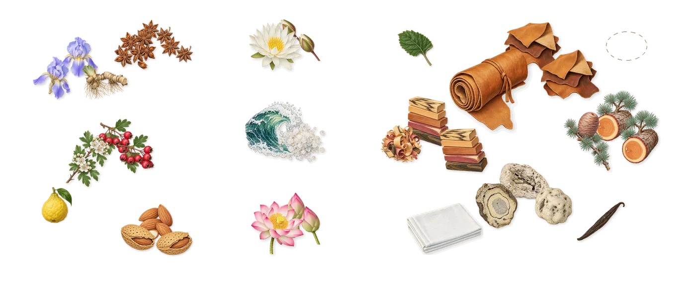 Sirenide’s scent picture, a draft: iris, hawthorn, almond, anise, water lily, lotus drawn so far; dashed outlines where nothing is drawn yet