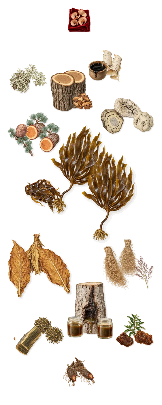 Sunken Tobacco, what stays: Tobacco, Seaweed, Oak, Ambergris, Guaiacwood, Birch, Oakmoss, Cedar, Vetiver, Labdanum, Gurjun balsam, Cypriol, Iso E Super (pencil shavings on velvet)