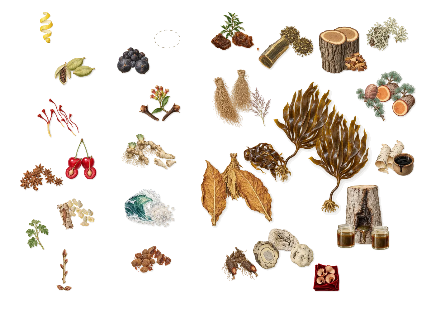 Sunken Tobacco’s scent picture, a draft: anise, cardamom, saffron, cherry, frankincense, blackcurrant drawn so far; dashed outlines where nothing is drawn yet