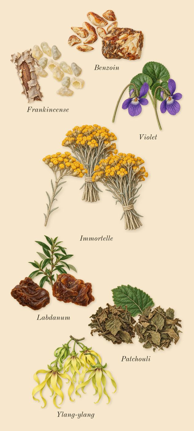 Beloved Woman, heart: Ylang-ylang, Violet, Immortelle, Labdanum, Benzoin, Frankincense, Patchouli