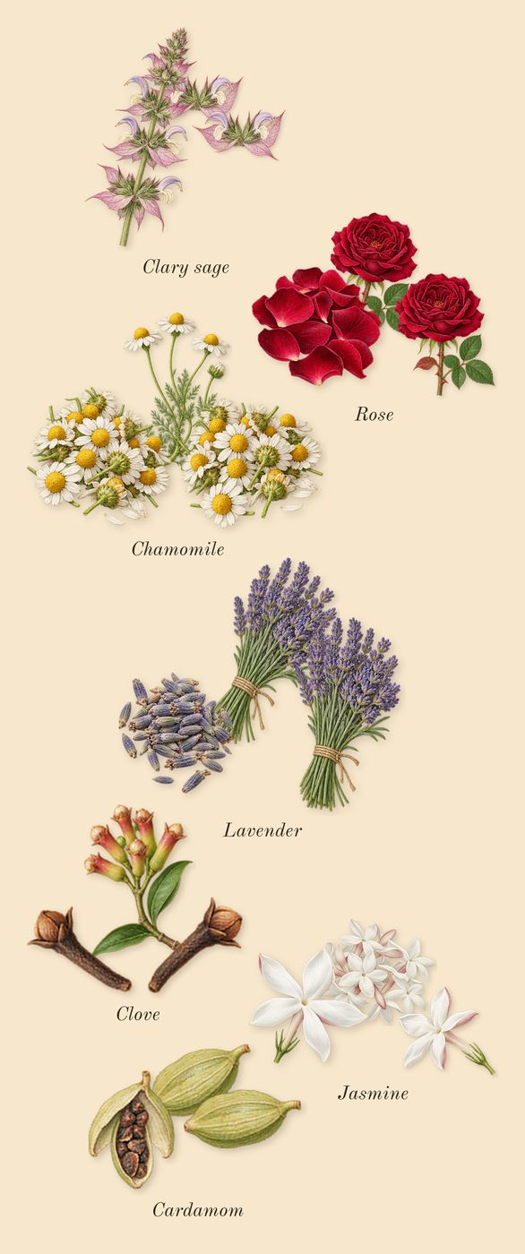 Beloved Woman, top notes: Jasmine, Rose, Lavender, Clary sage, Clove, Chamomile, Cardamom