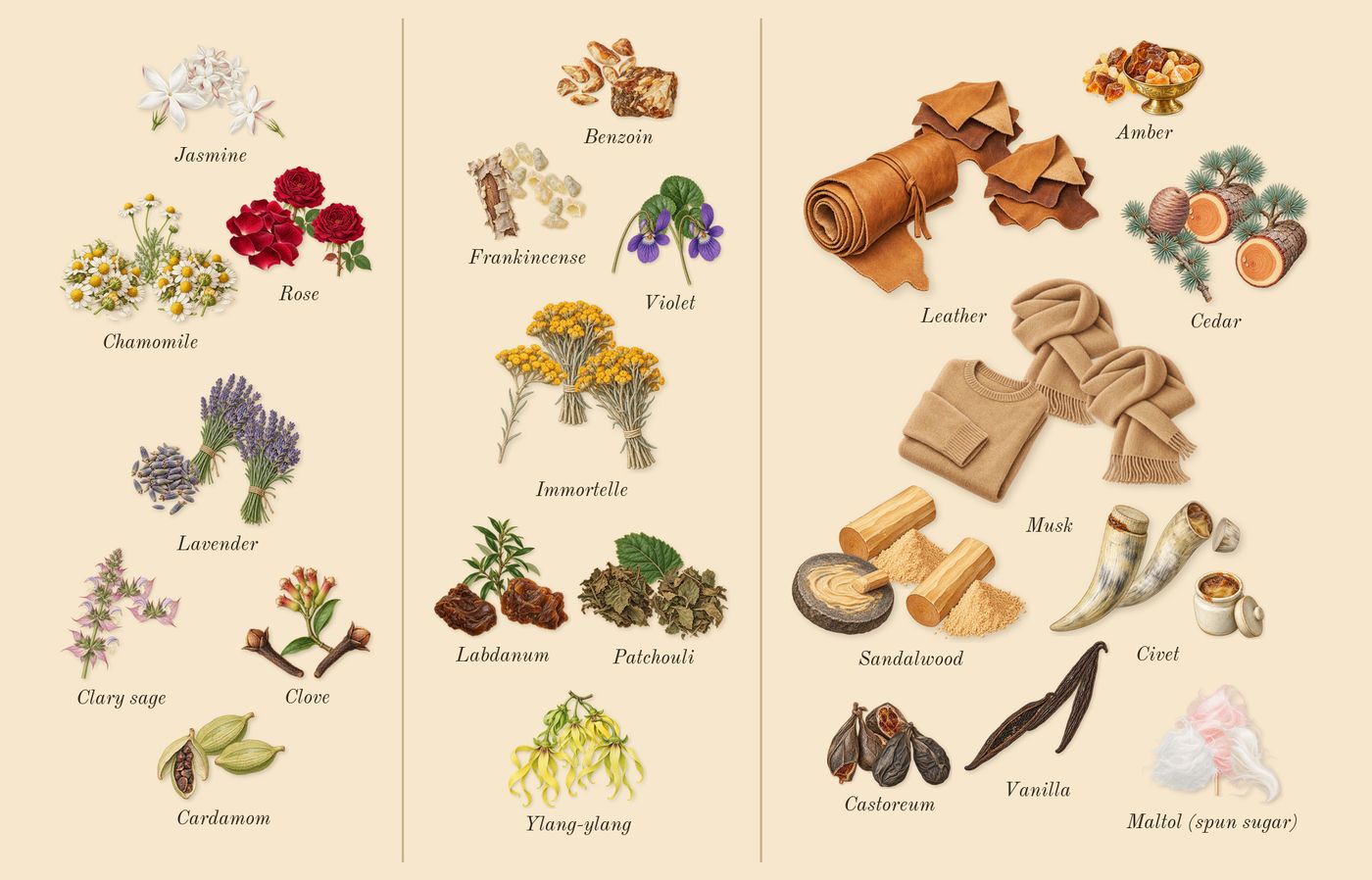 Beloved Woman’s scent picture, a draft: jasmine, rose, lavender, clary sage, clove, chamomile drawn so far; dashed outlines where nothing is drawn yet