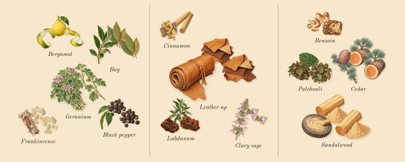 For Men Intense’s scent picture, a draft: geranium, black pepper, frankincense, leather np, labdanum, clary sage drawn so far; dashed outlines where nothing is drawn yet