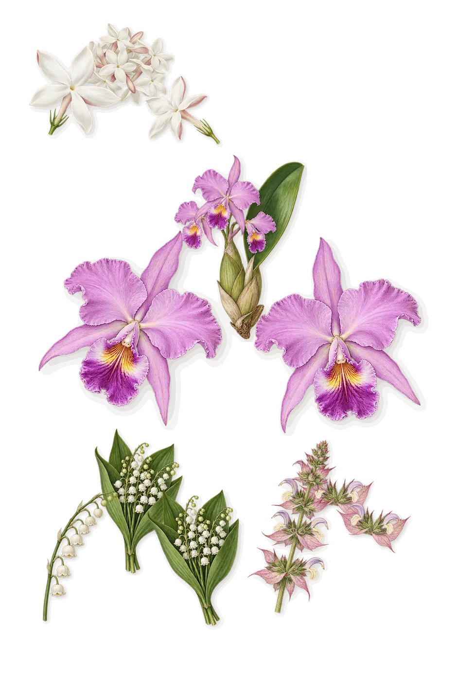 Cloudar, as it settles: Clary sage, Jasmine, Lily of the valley, Orchid