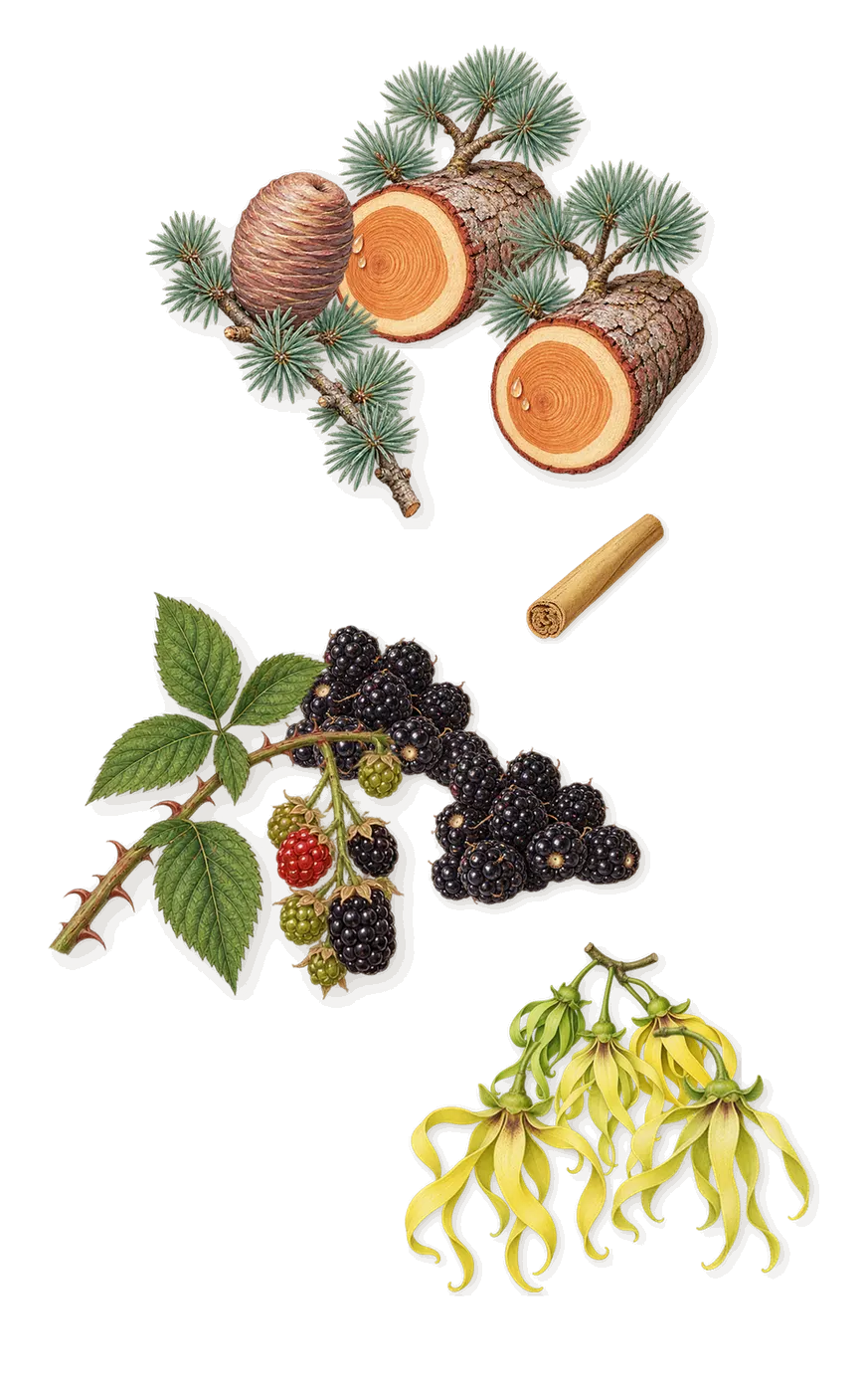 Deep Lotus, as it settles: Blackberry, Cedar, Ylang-ylang, Cinnamon