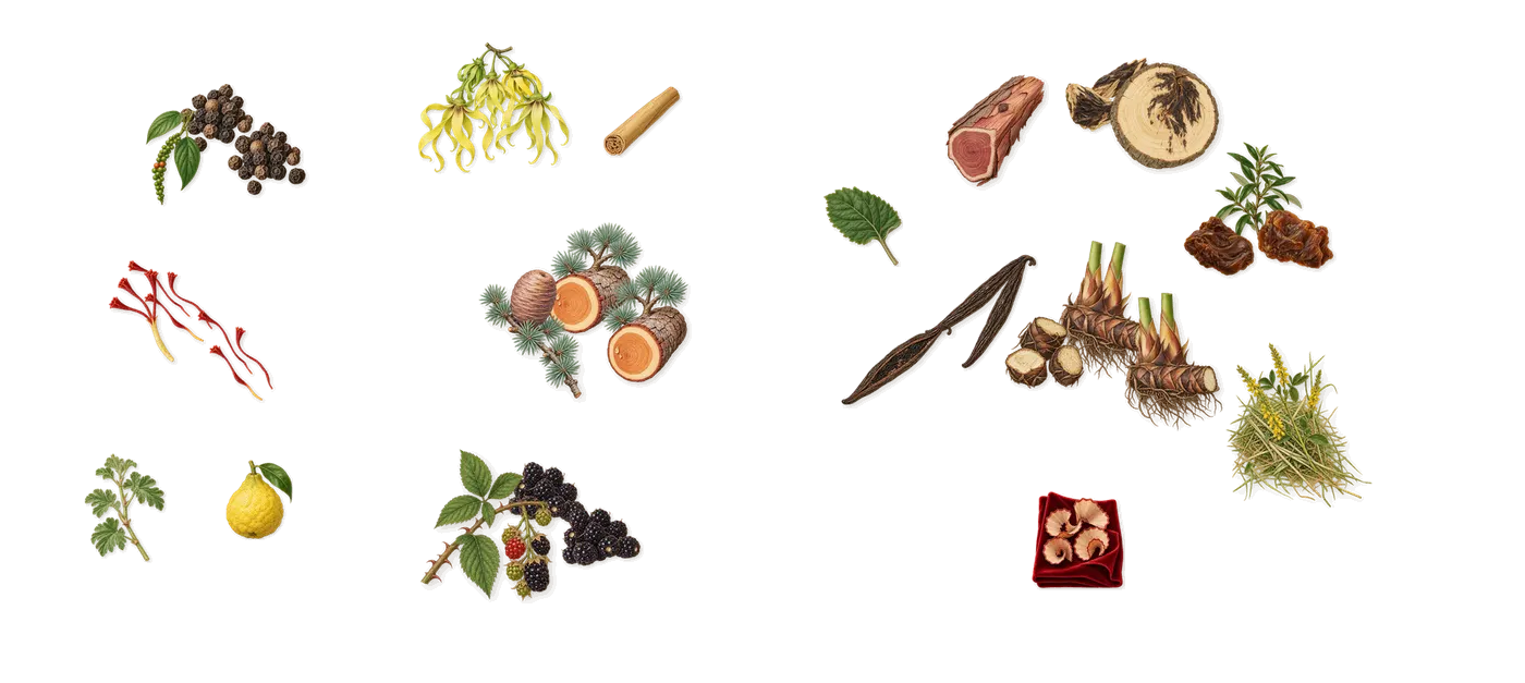 Deep Lotus’s scent picture, a draft: saffron, black pepper, blackberry, cedar, ylang-ylang, labdanum drawn so far; dashed outlines where nothing is drawn yet
