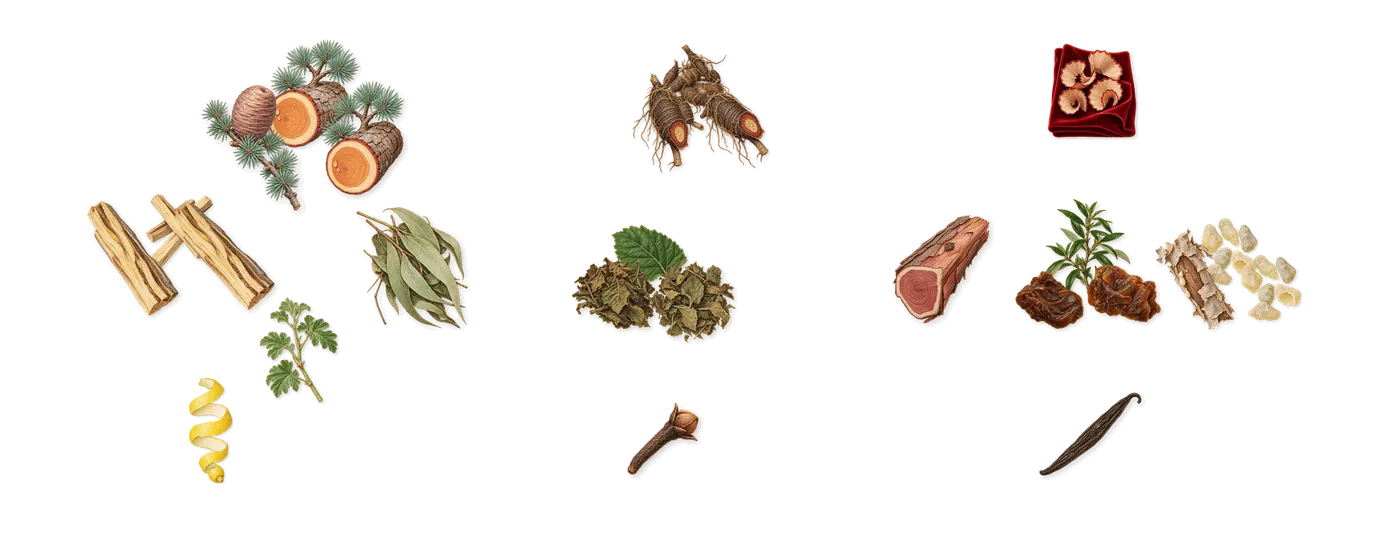 House of Arthur’s scent picture, a draft: palo santo, cedar, cypriol, patchouli, frankincense, labdanum drawn so far; dashed outlines where nothing is drawn yet