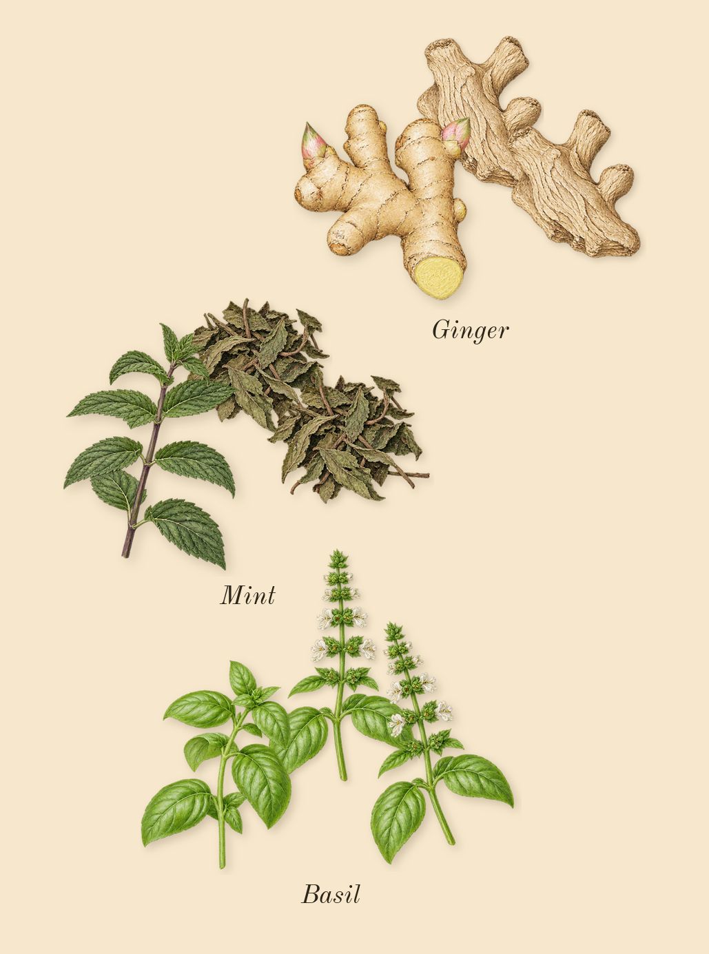 Swimming Pool, top notes: Ginger, Basil, Mint
