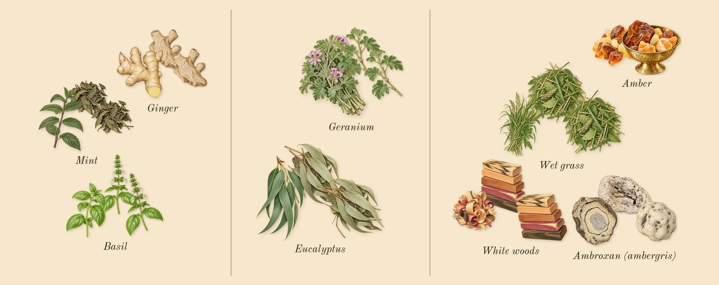 Swimming Pool’s scent picture, a draft: ginger, basil, mint, eucalyptus, geranium, ambroxan (ambergris) drawn so far; dashed outlines where nothing is drawn yet