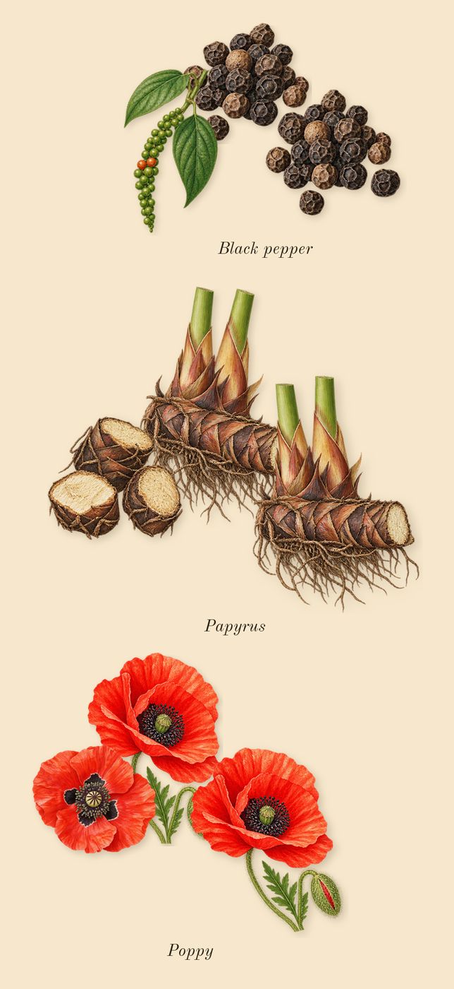 Eilish No. 2, heart: Papyrus, Black pepper, Poppy