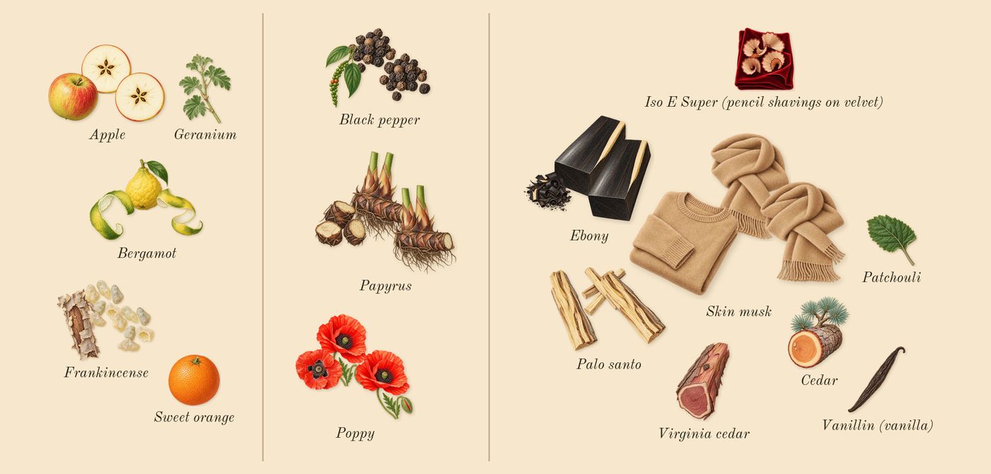 Eilish No. 2’s scent picture, a draft: bergamot, apple, frankincense, papyrus, black pepper, poppy drawn so far; dashed outlines where nothing is drawn yet