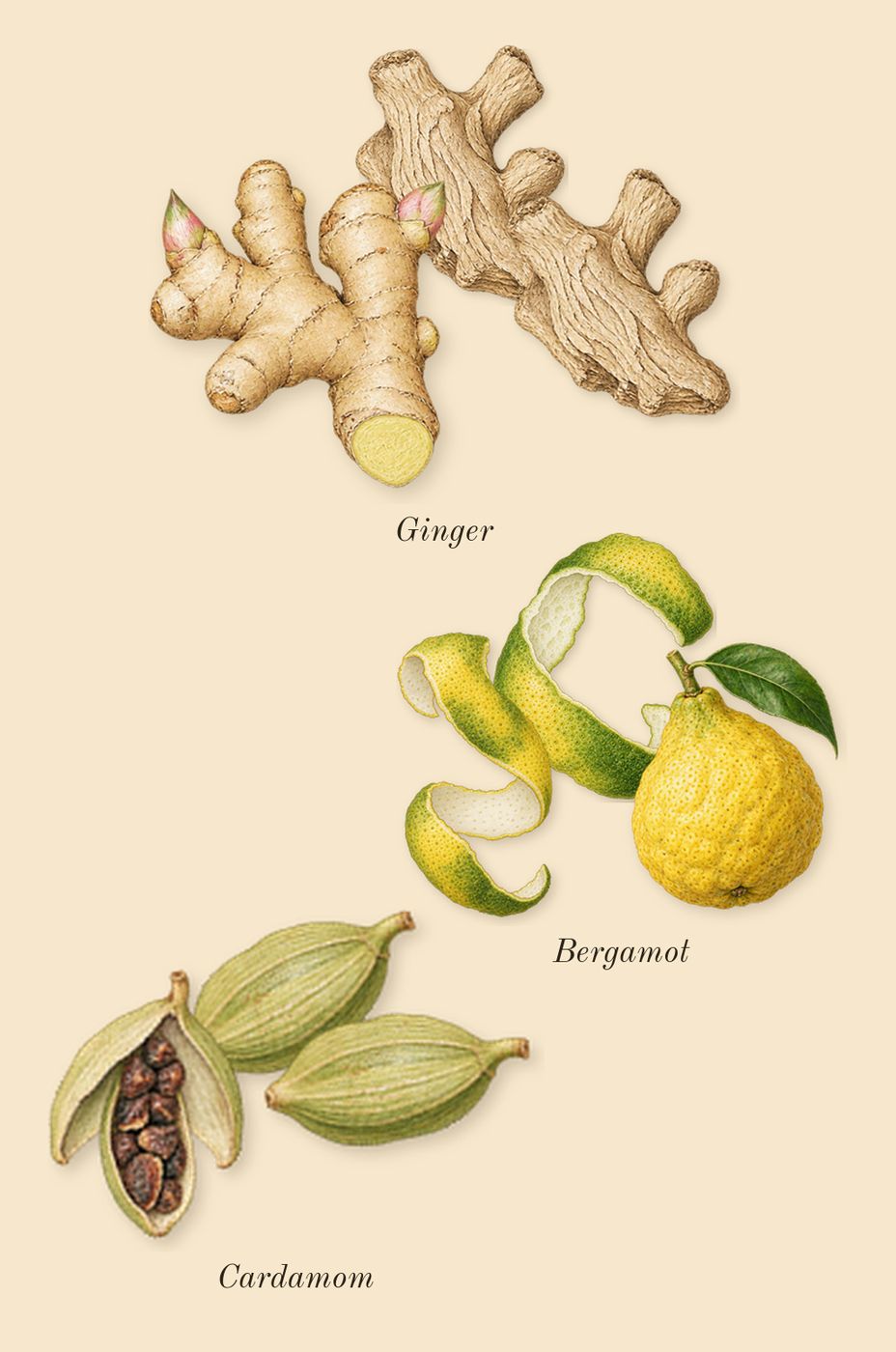 Your Turn, top notes: Bergamot, Cardamom, Ginger