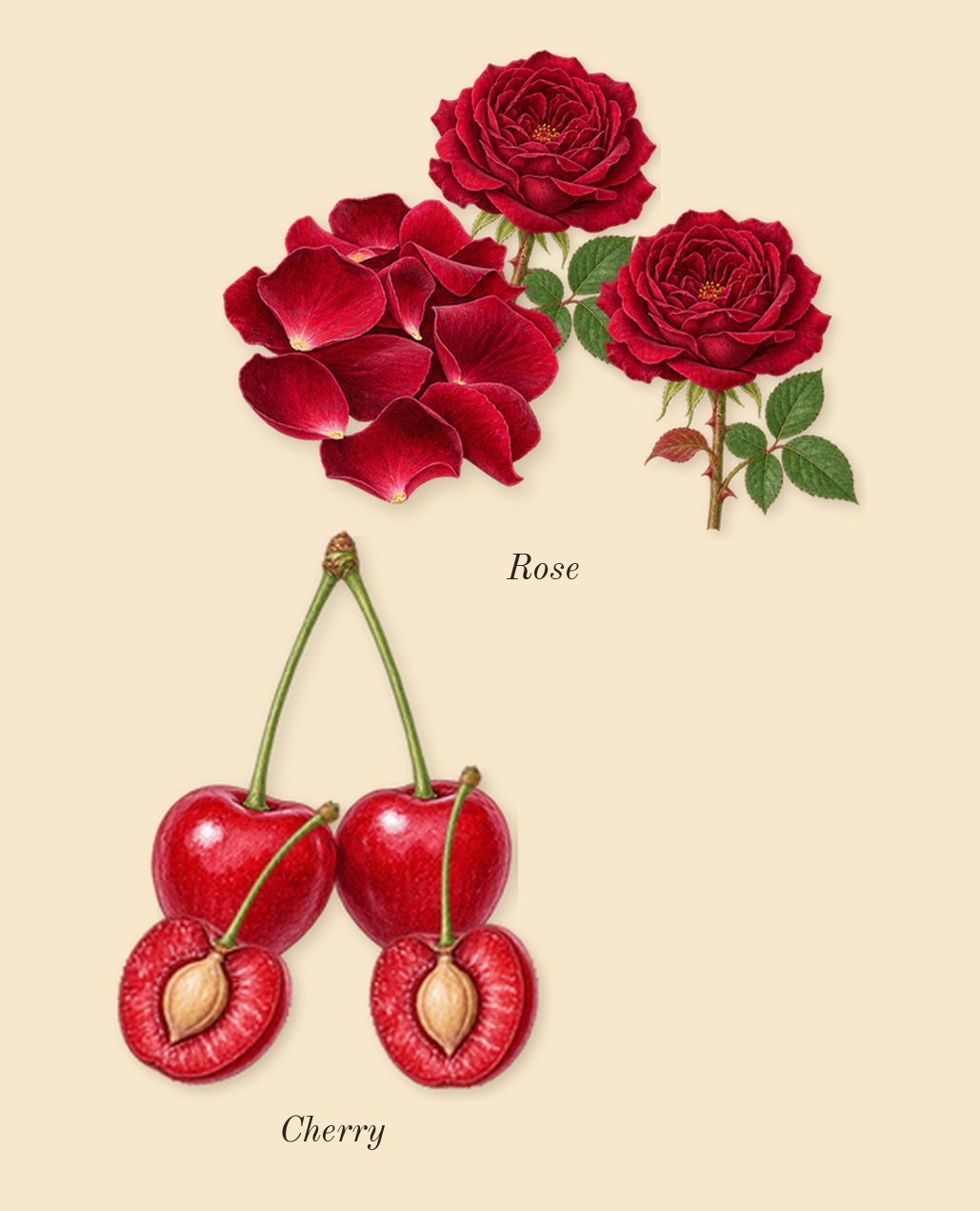 Blossom Love, top notes: Cherry, Rose