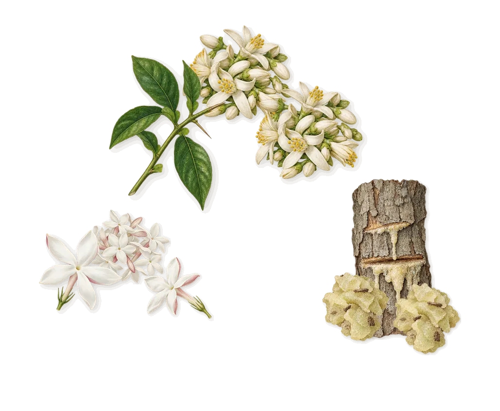 003 French Yuzu, as it settles: Jasmine, Neroli, Elemi