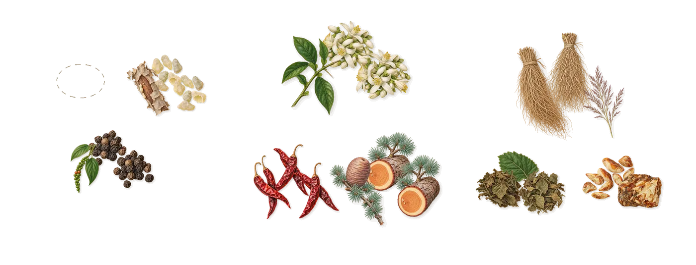 602 Bois Narcotique’s scent picture, a draft: frankincense, black pepper, chilli, cedar, neroli, patchouli drawn so far; dashed outlines where nothing is drawn yet