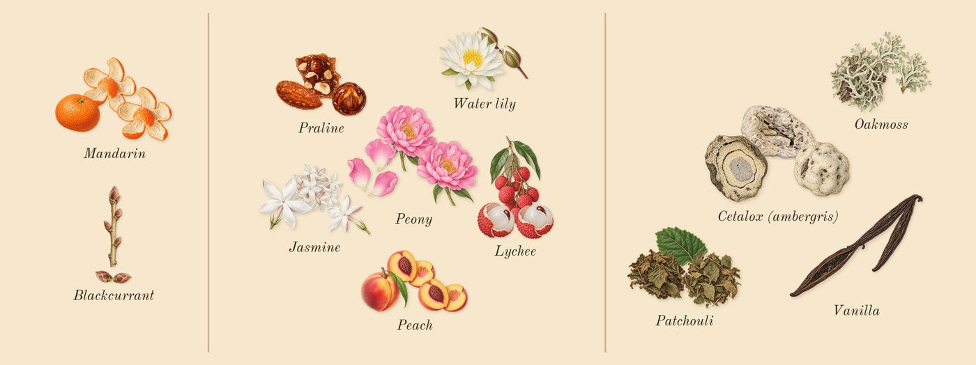 Greenwich Village’s scent picture, a draft: blackcurrant, lychee, mandarin, peony, water lily, patchouli drawn so far; dashed outlines where nothing is drawn yet