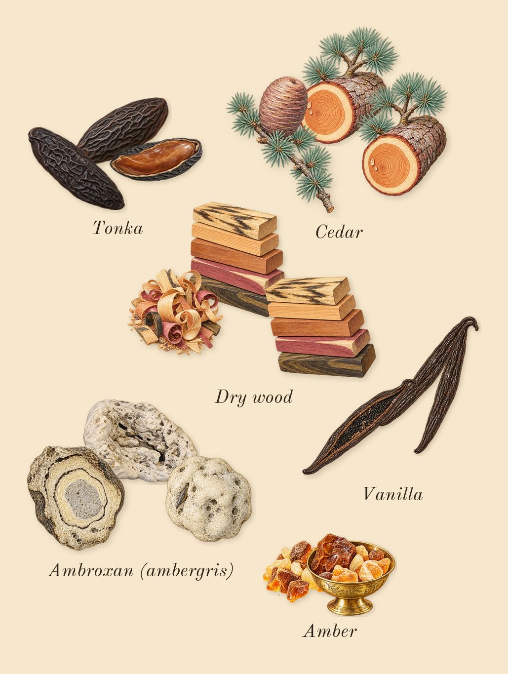 Lafayette Street, dry-down: Ambroxan (ambergris), Vanilla, Dry wood, Tonka, Cedar, Amber