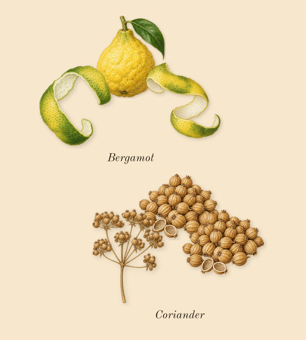 Lafayette Street, top notes: Bergamot, Coriander