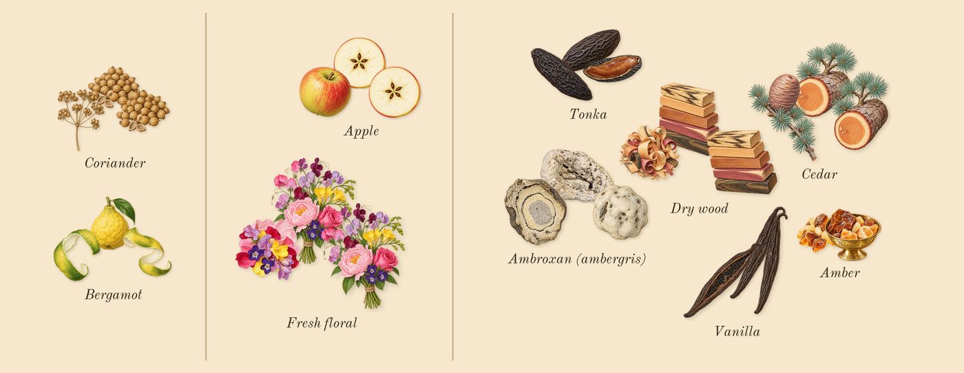 Lafayette Street’s scent picture, a draft: bergamot, coriander, fresh floral, ambroxan (ambergris), apple, vanilla drawn so far; dashed outlines where nothing is drawn yet