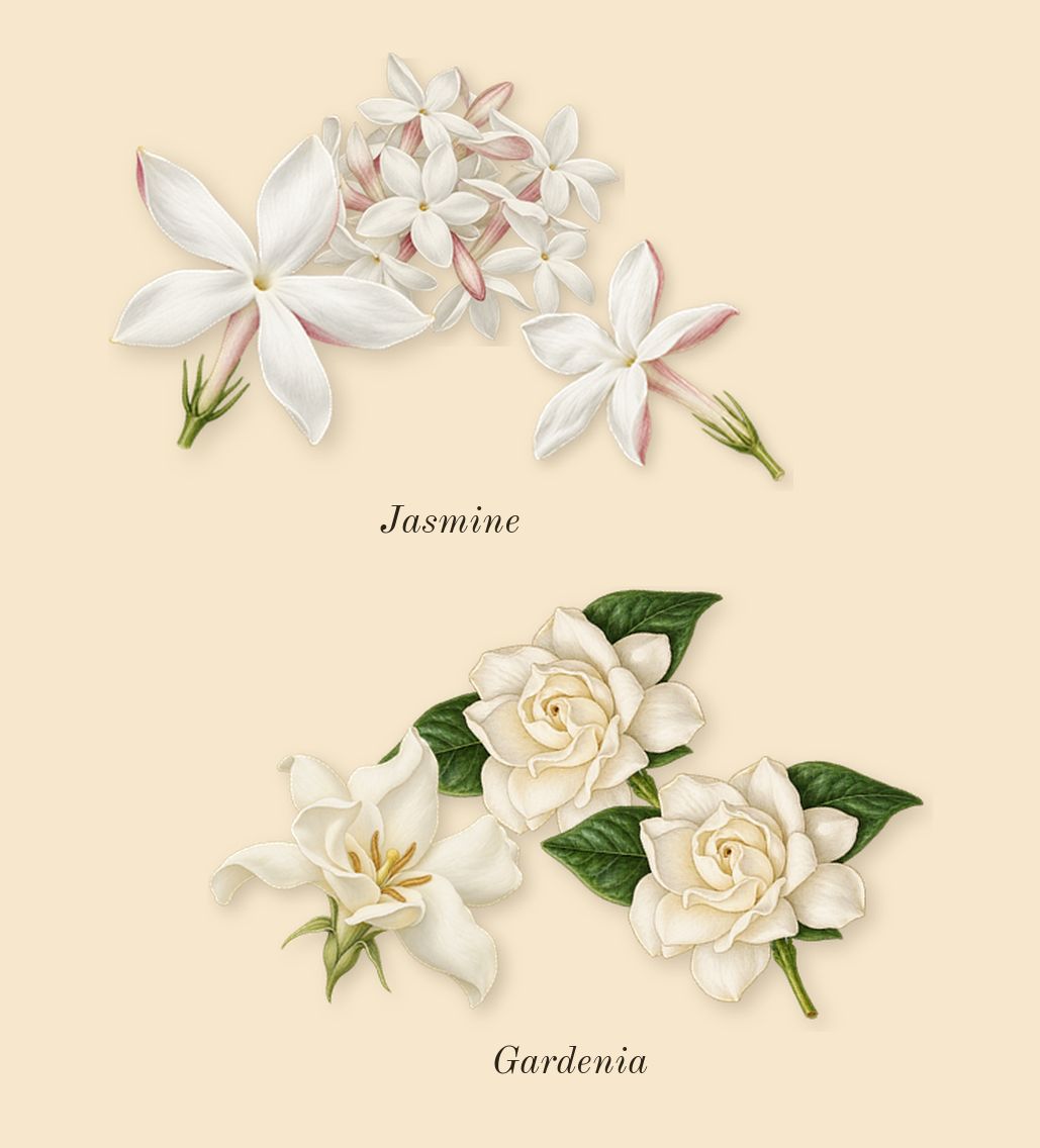 New York Nights, top notes: Jasmine, Gardenia