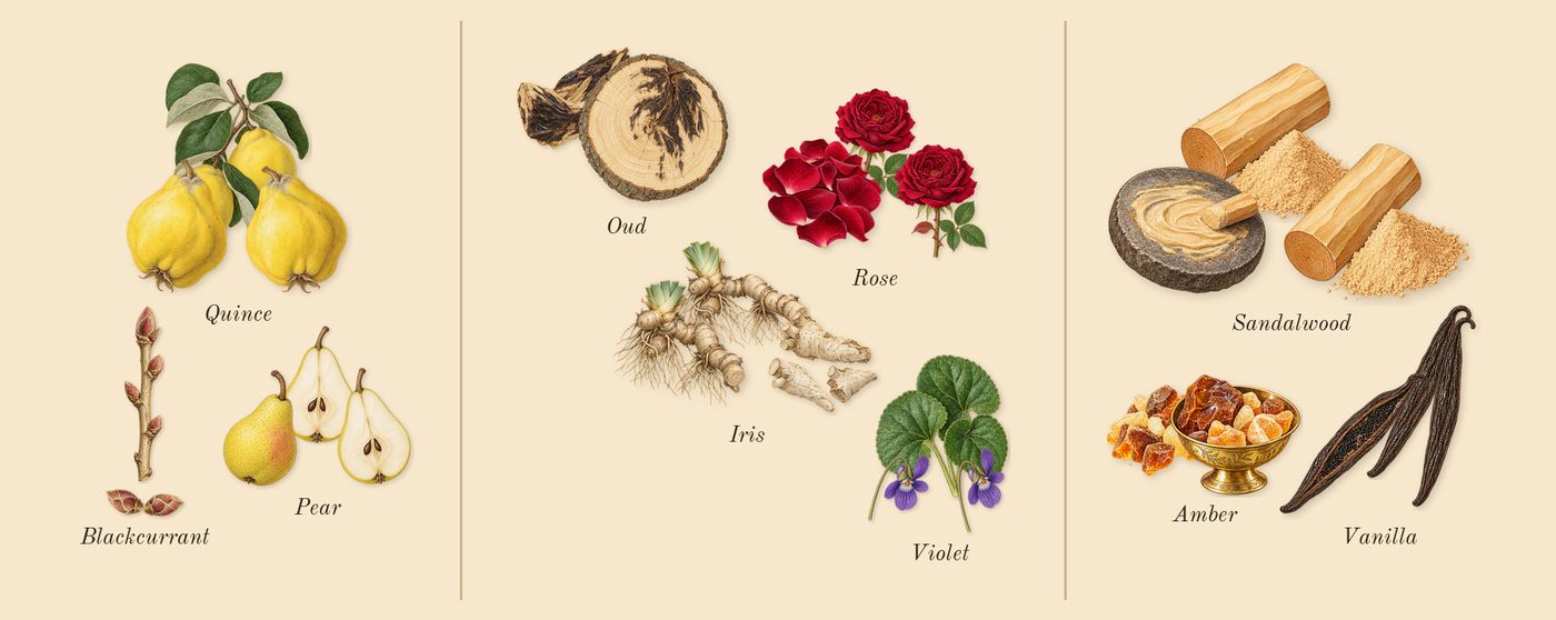 NoMad’s scent picture, a draft: pear, quince, blackcurrant, violet, oud, iris drawn so far; dashed outlines where nothing is drawn yet