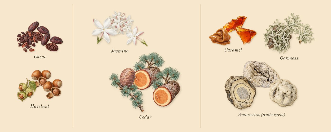 TriBeCa’s scent picture, a draft: cacao, hazelnut, jasmine, cedar, ambroxan (ambergris), oakmoss drawn so far; dashed outlines where nothing is drawn yet