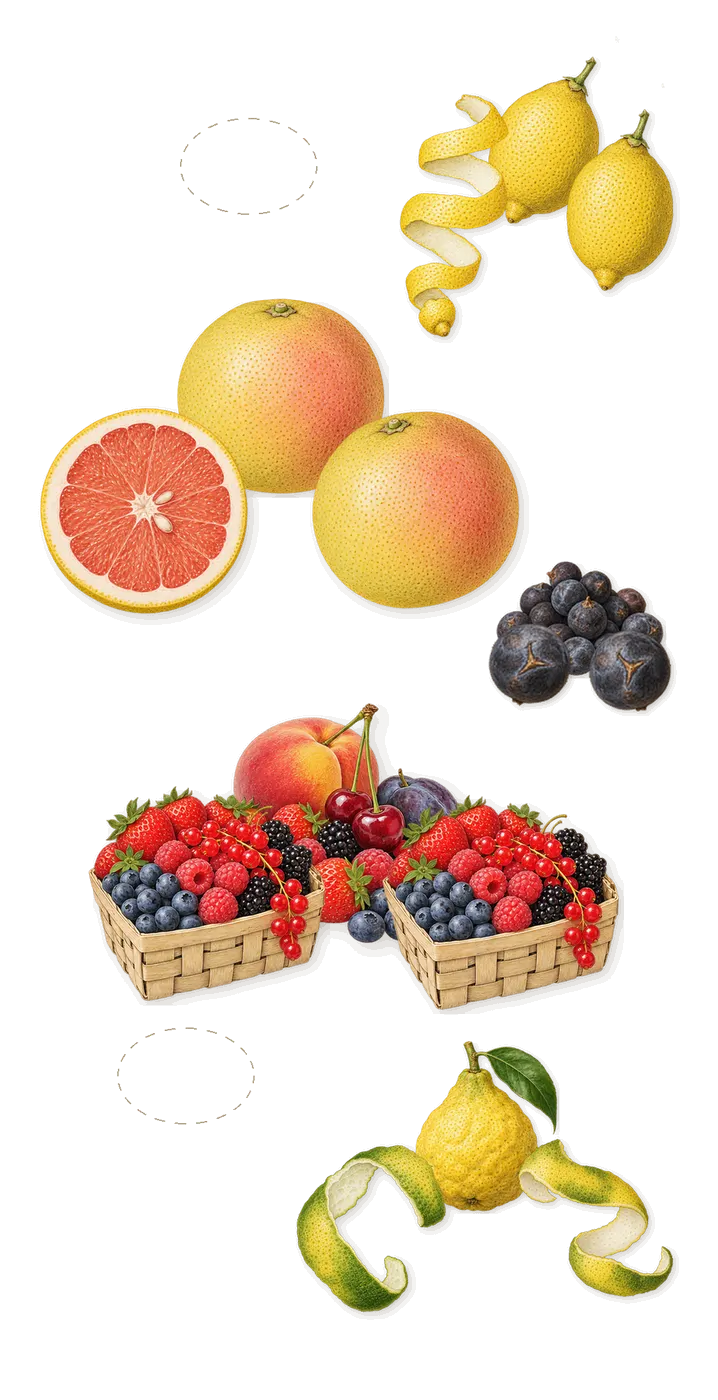 Drunk Lovers, when you spray it: Citronella, Bergamot, Lemon, Juniperus mexicana, Grapefruit, Red berries, Juniper