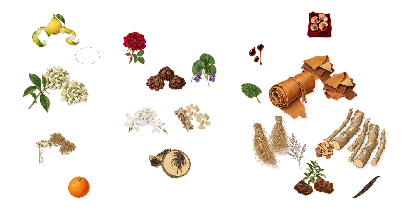 Saint Petal Extrait Extrême’s scent picture, a draft: orange blossom, cumin, bergamot, violet, jasmine, coffee drawn so far; dashed outlines where nothing is drawn yet