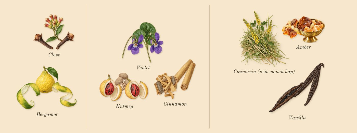 Jaïpur Homme’s scent picture, a draft: bergamot, clove, cinnamon, nutmeg, violet, vanilla drawn so far; dashed outlines where nothing is drawn yet