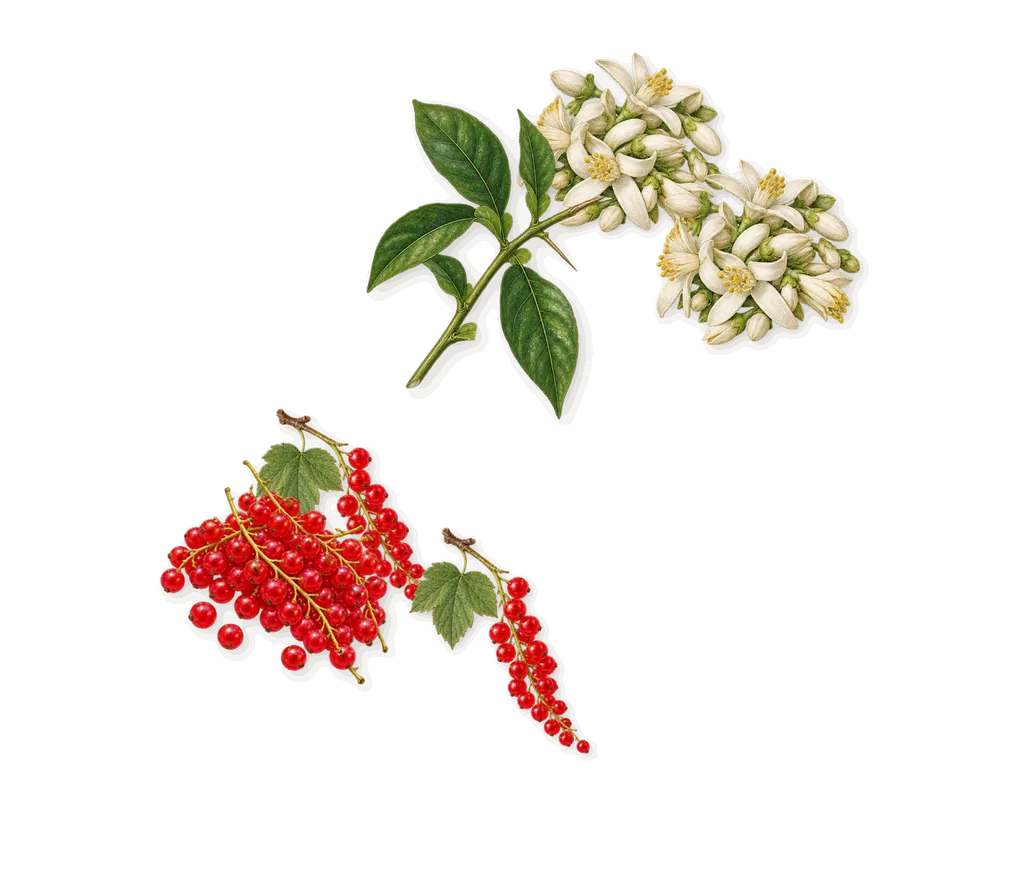 Quatre, when you spray it: Bitter orange, Redcurrant