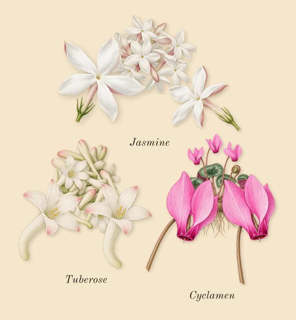Curious, heart: Tuberose, Jasmine, Cyclamen