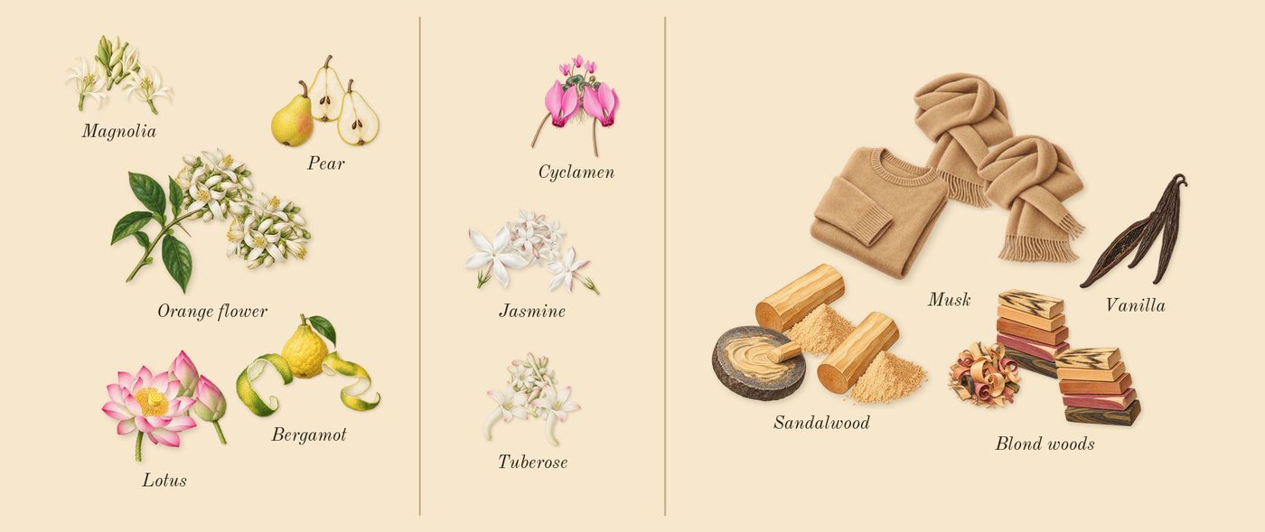 Curious’s scent picture, a draft: magnolia, pear, lotus, tuberose, jasmine, cyclamen drawn so far; dashed outlines where nothing is drawn yet