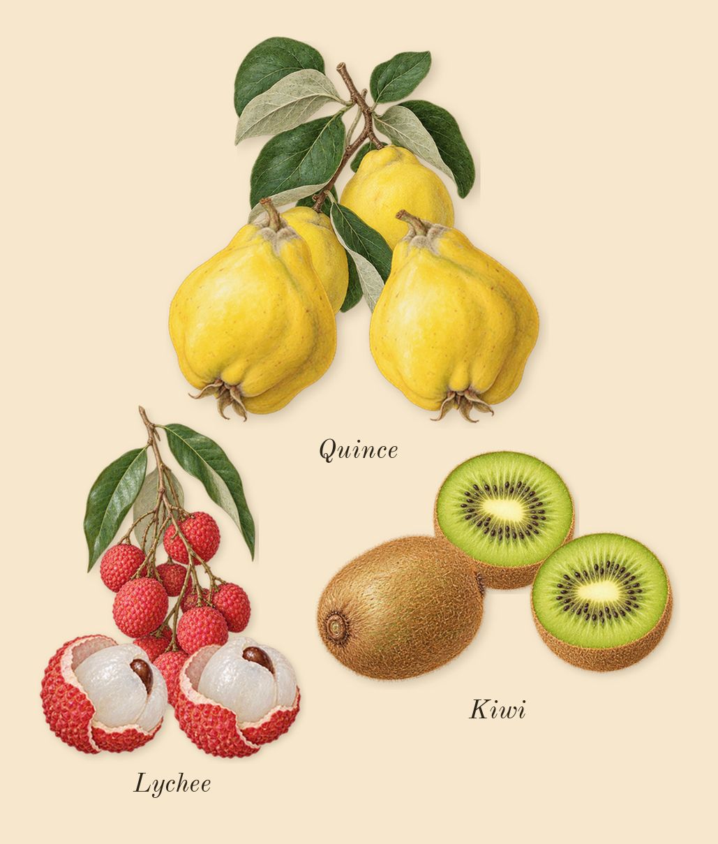 Fantasy, top notes: Kiwi, Lychee, Quince