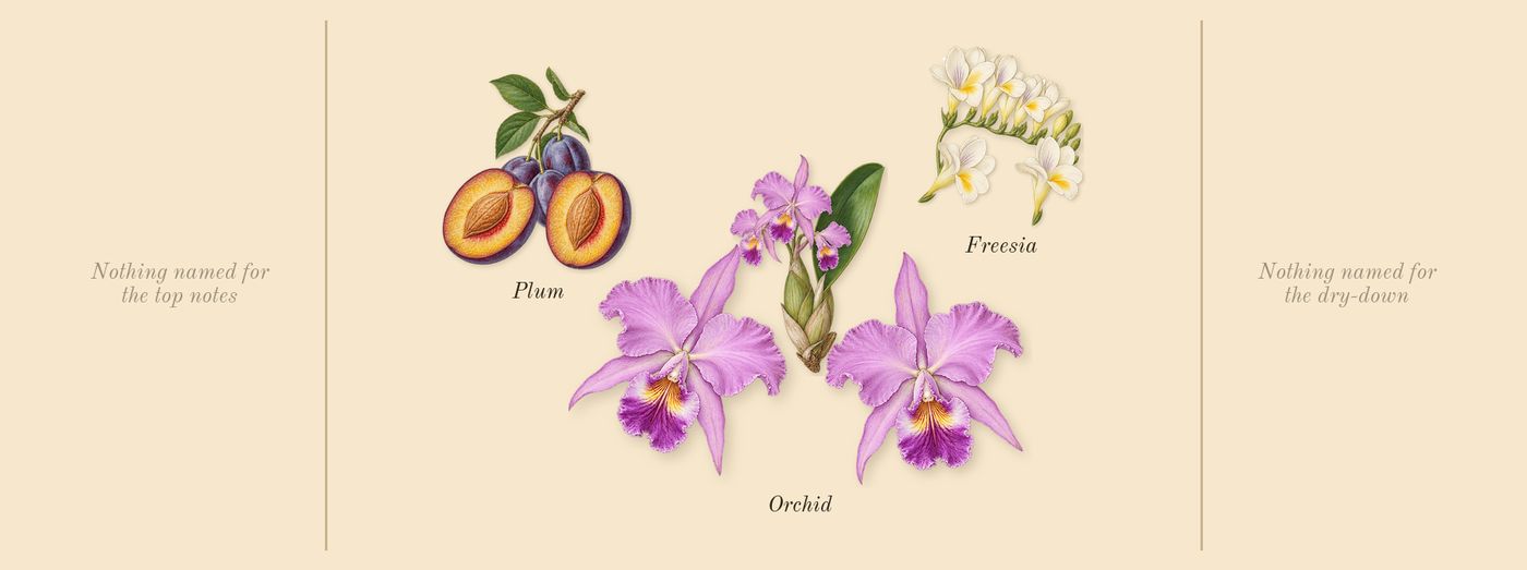 Midnight Fantasy’s scent picture, a draft: orchid, freesia, plum drawn so far; dashed outlines where nothing is drawn yet