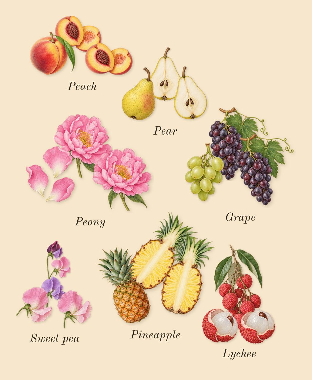 Brit Sheer, heart: Peony, Grape, Pineapple, Lychee, Peach, Sweet pea, Pear