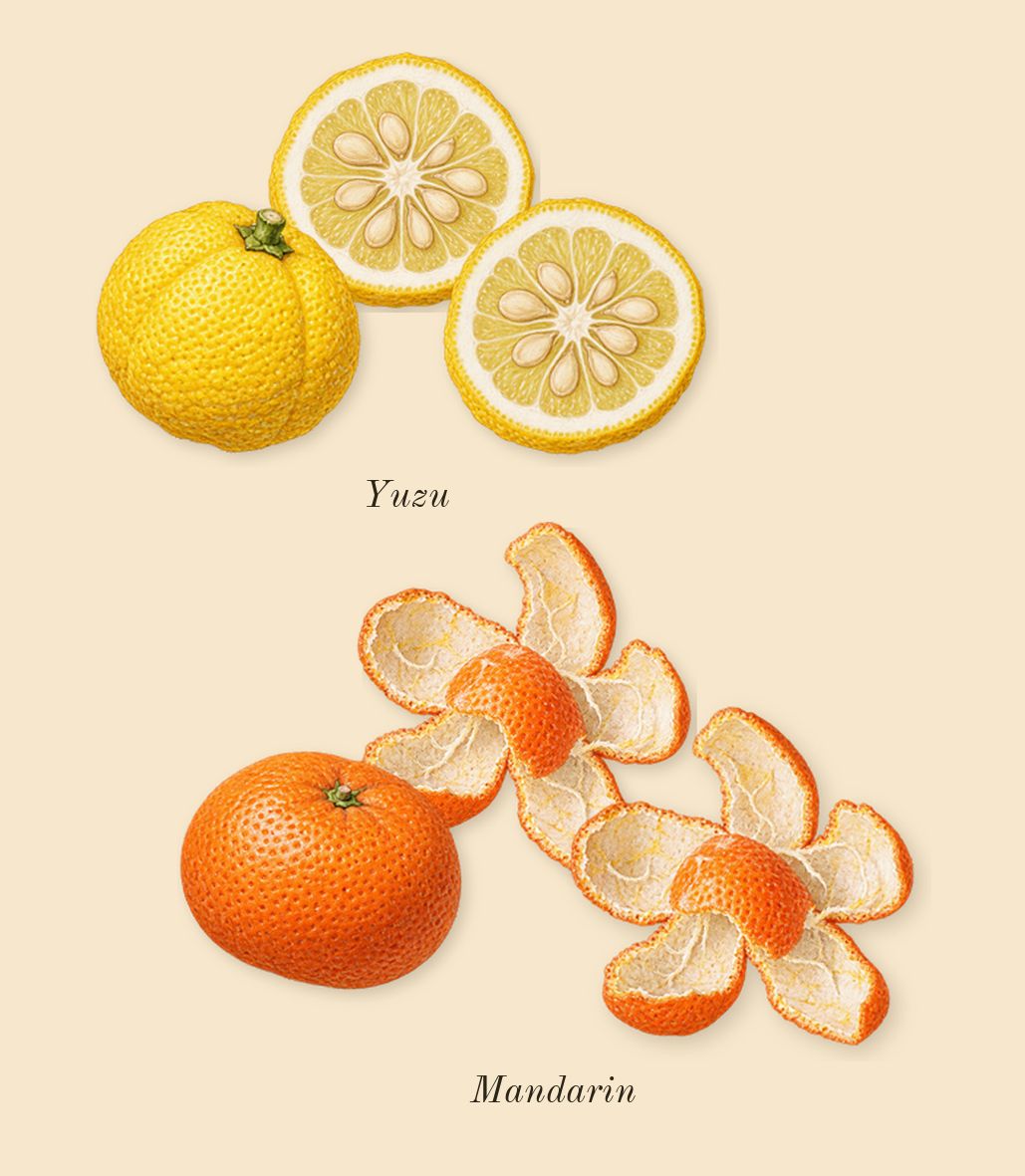 Brit Sheer, top notes: Yuzu, Mandarin