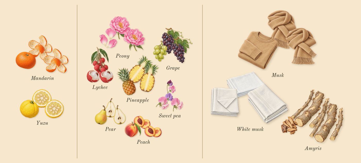 Brit Sheer’s scent picture, a draft: peony, grape, musk, yuzu, mandarin, pineapple drawn so far; dashed outlines where nothing is drawn yet