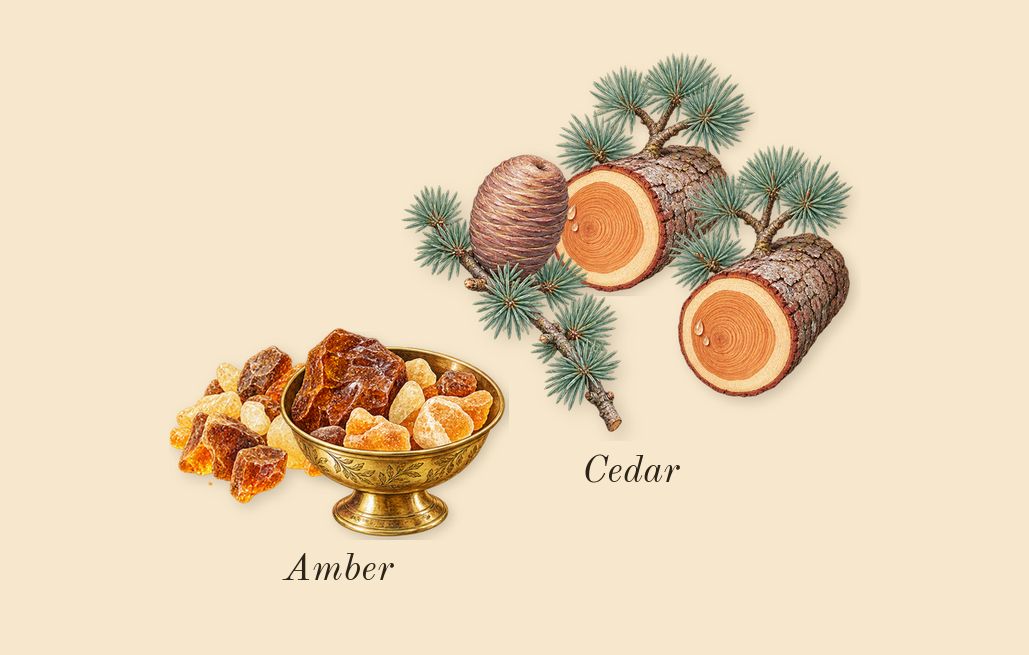 for Men, dry-down: Amber, Cedar
