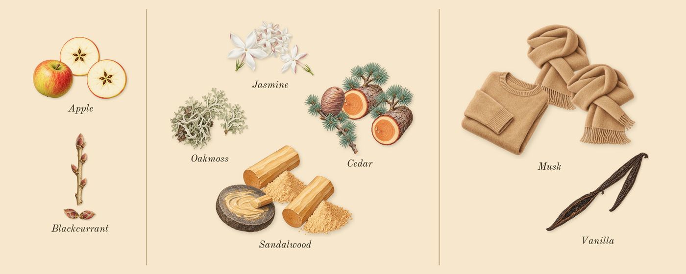 for Women’s scent picture, a draft: blackcurrant, apple, cedar, jasmine, oakmoss, sandalwood drawn so far; dashed outlines where nothing is drawn yet