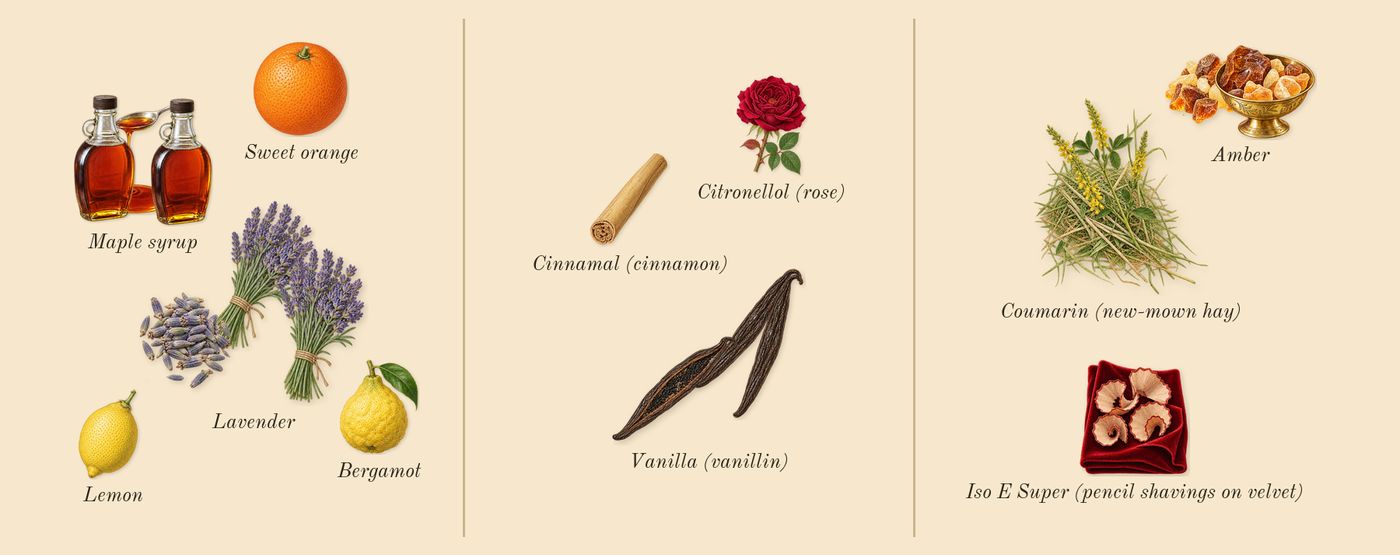 Goddess Amber Vanilla Intense’s scent picture, a draft: lavender, maple syrup, vanilla (vanillin), amber, bergamot, sweet orange drawn so far; dashed outlines where nothing is drawn yet