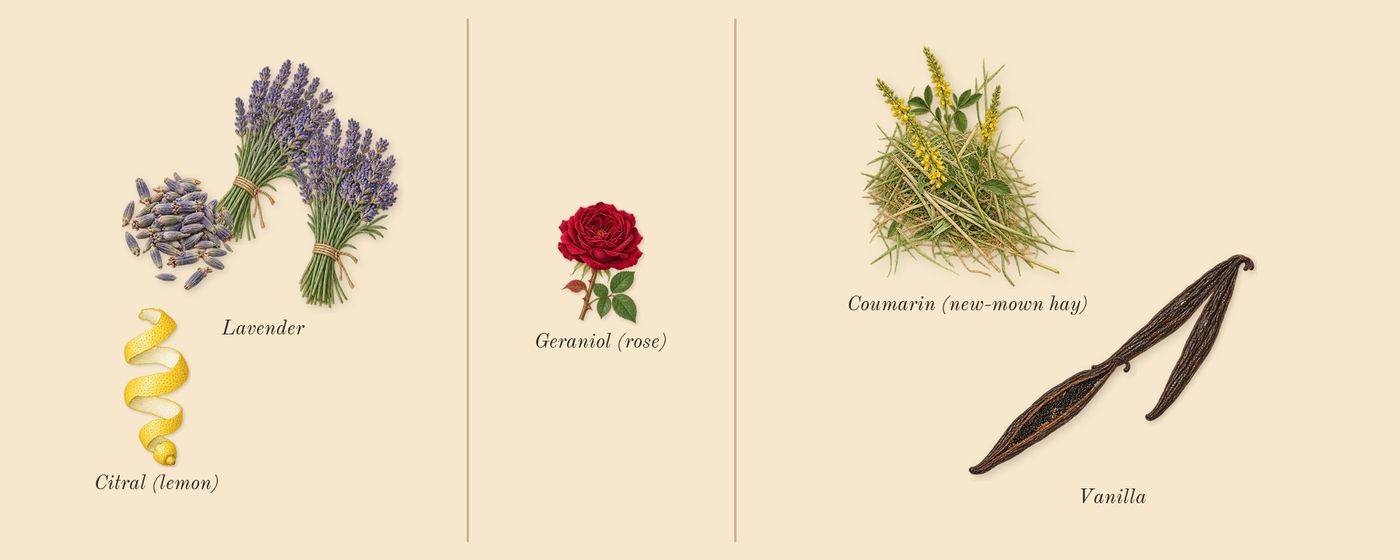 Goddess’s scent picture, a draft: vanilla, lavender, coumarin (new-mown hay), citral (lemon), geraniol (rose) drawn so far; dashed outlines where nothing is drawn yet