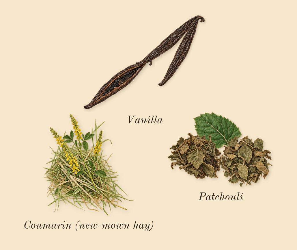 Goddess Intense, dry-down: Vanilla, Patchouli, Coumarin (new-mown hay)