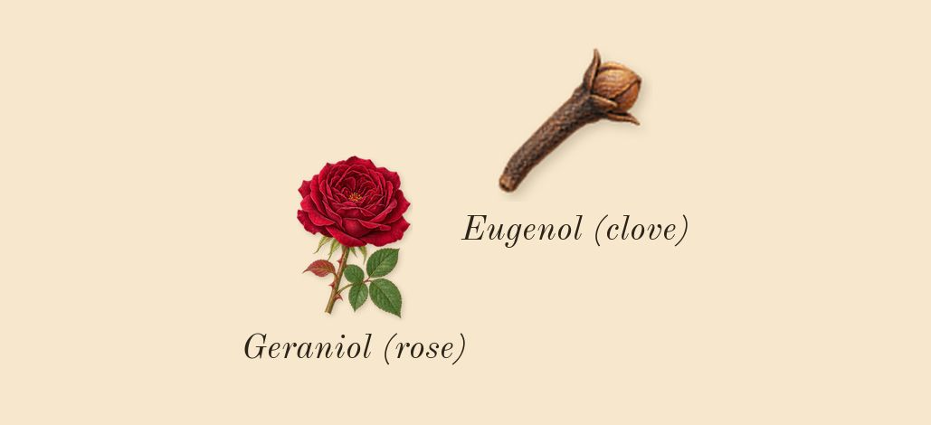 Goddess Intense, heart: Geraniol (rose), Eugenol (clove)