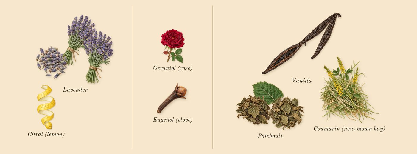 Goddess Intense’s scent picture, a draft: vanilla, lavender, patchouli, coumarin (new-mown hay), citral (lemon), geraniol (rose) drawn so far; dashed outlines where nothing is drawn yet