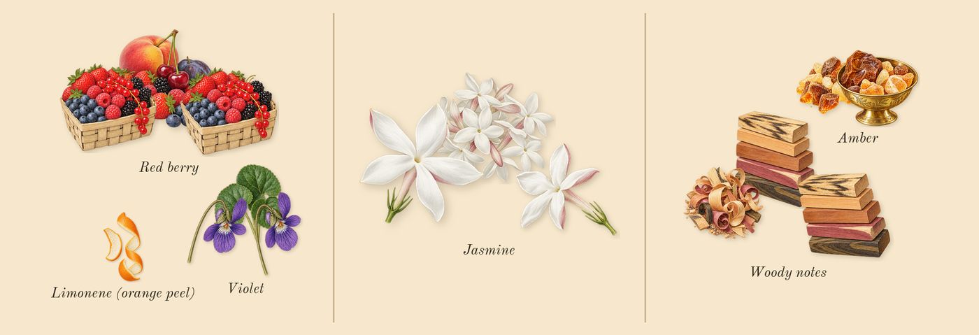 Her’s scent picture, a draft: red berry, woody notes, amber, violet, jasmine, limonene (orange peel) drawn so far; dashed outlines where nothing is drawn yet