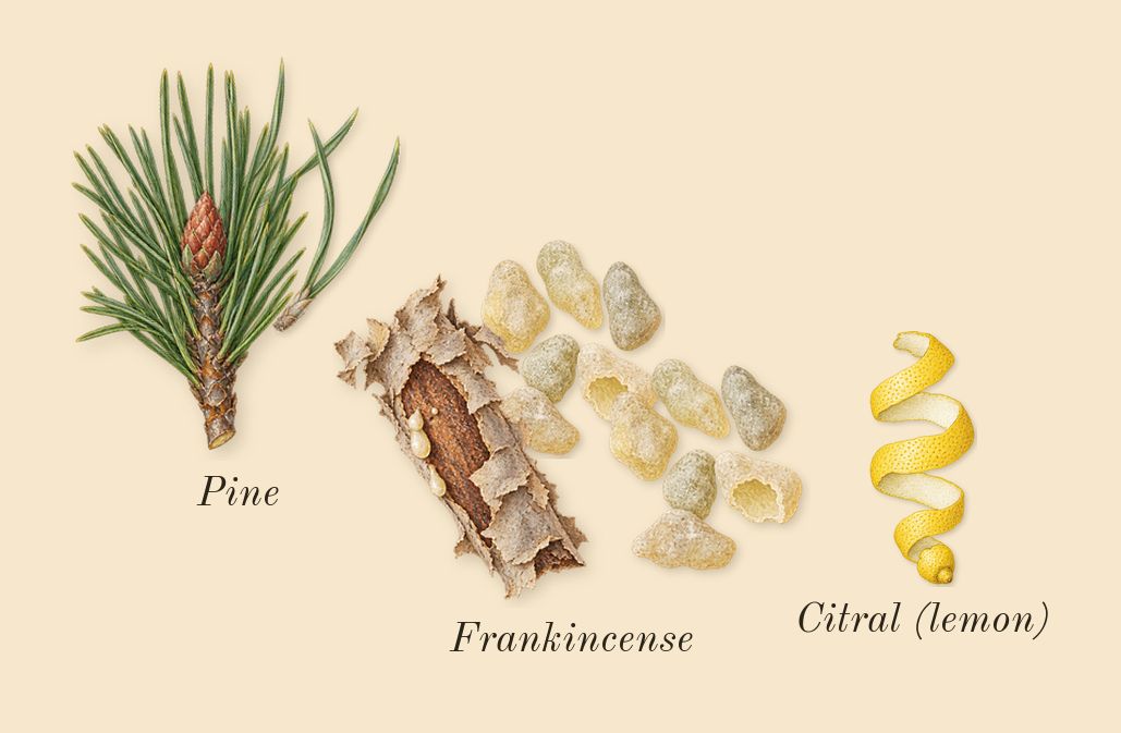 Hero, top notes: Frankincense, Pine, Citral (lemon)